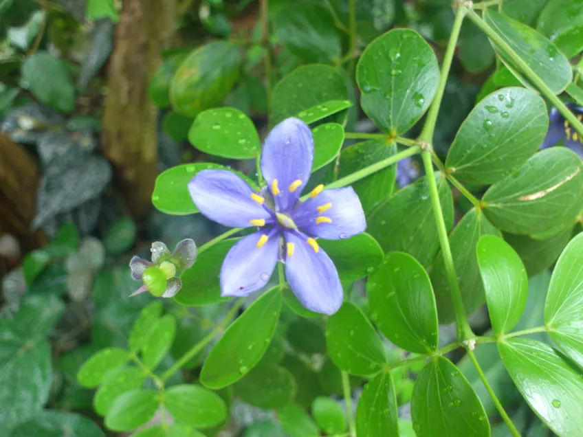 Närbild på en blå blomma från pockeholz. Foto