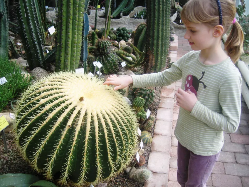 Ett barn som rör vid stor rund kaktus 