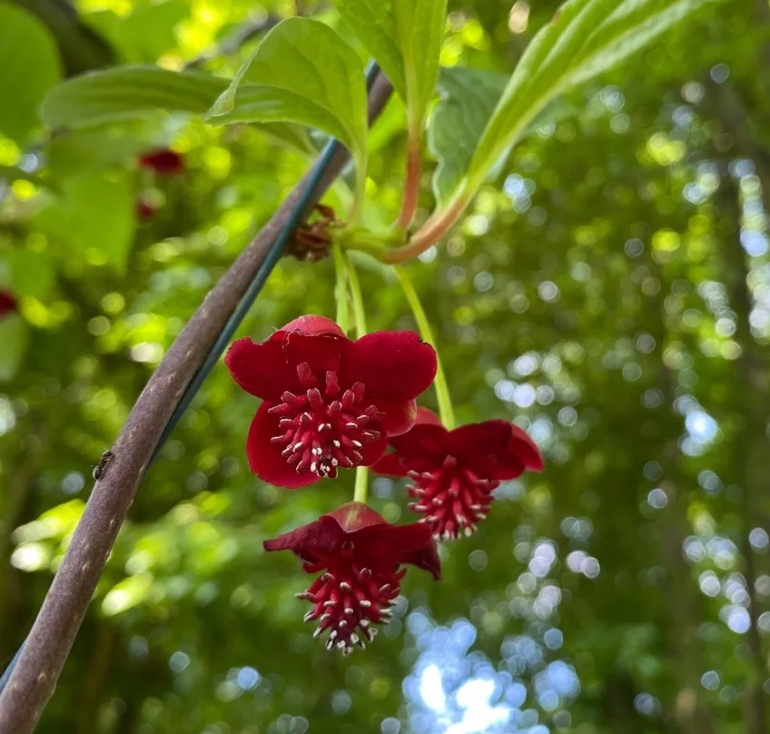 blodröda blommor hänger ned från klättrande stam