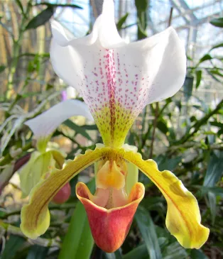 Närbild av orkidéblomma. Foto