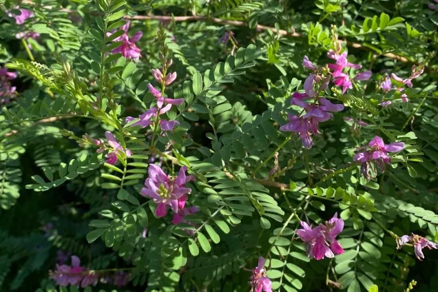purple flowers on green small leaved foliage