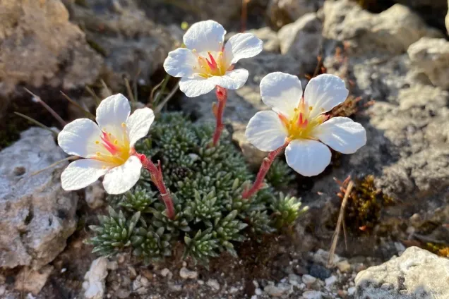 close up of white flowers and tiny foliage