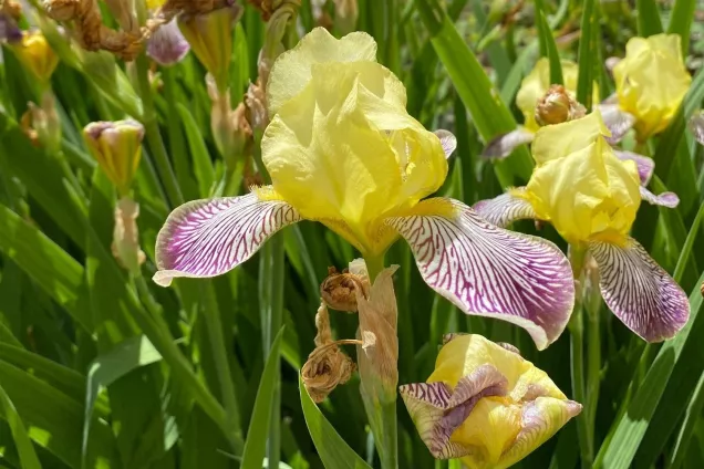 close up of flowering iris
