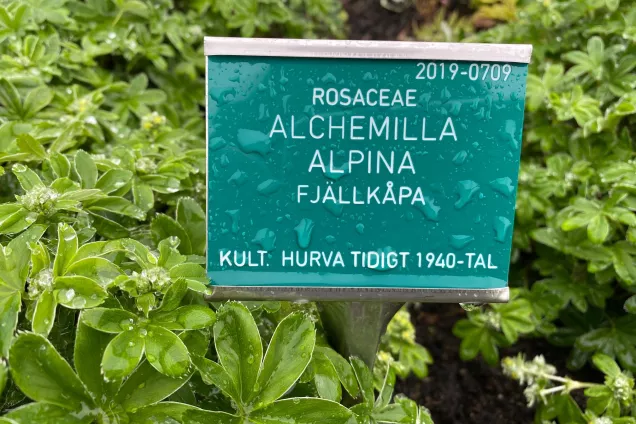 green plant sign with text