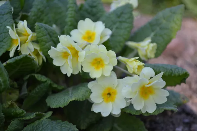 flowering primrose closeup