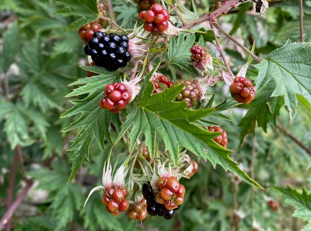 close up of blackberry species with lobed leaves