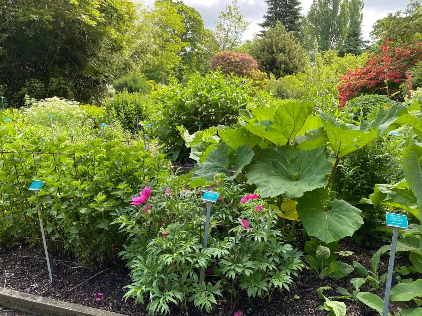 view of the Spice and Medicinal Garden