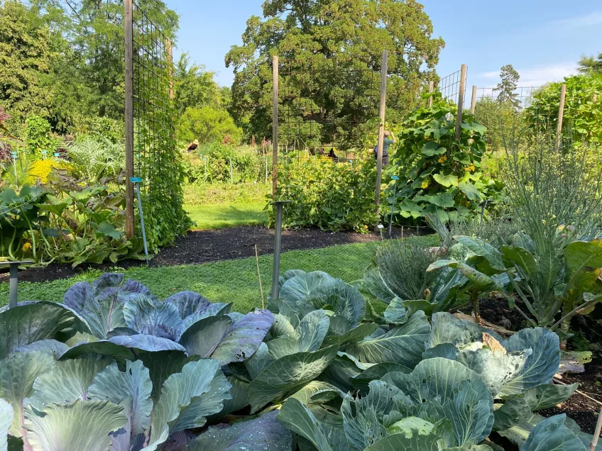 view of beds with kale