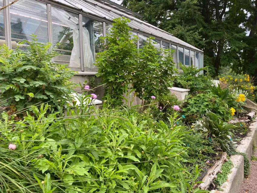 plants in raised bed alongside greenhouse