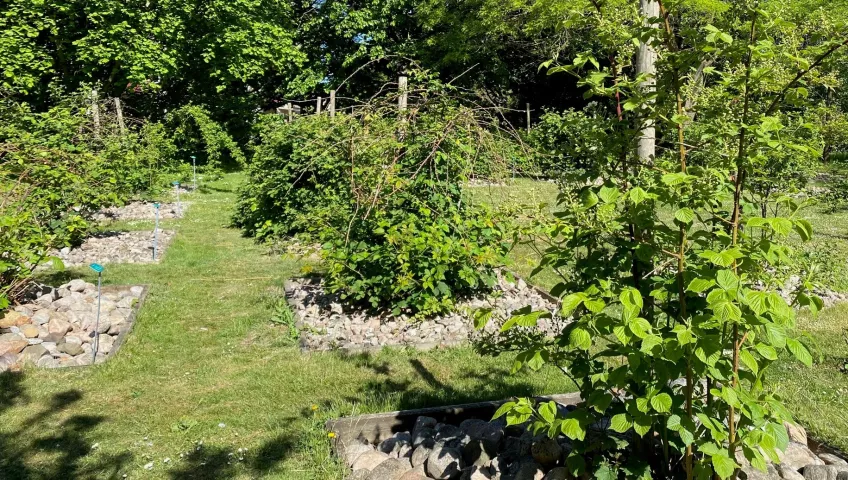 view of the bramble patch