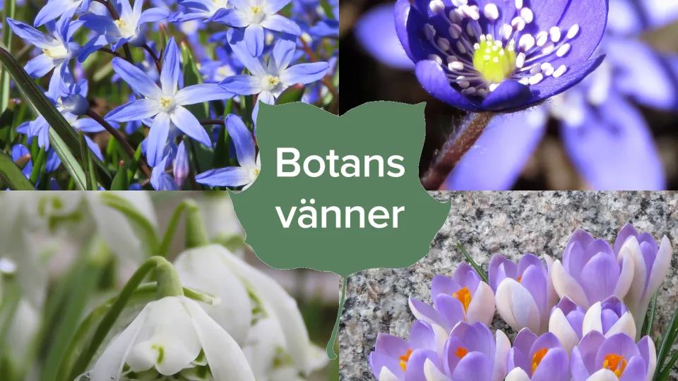 Blommor och texten "Botans vänner". Foto/montage.