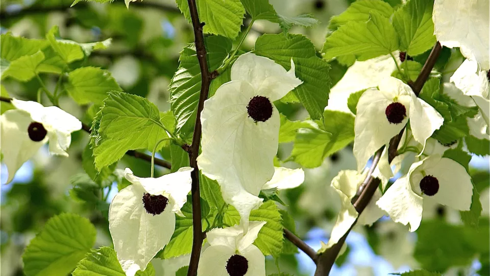 näsduksträdet blommar