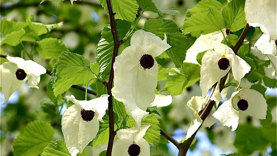 Davidia involucrata var. vilmoriniana