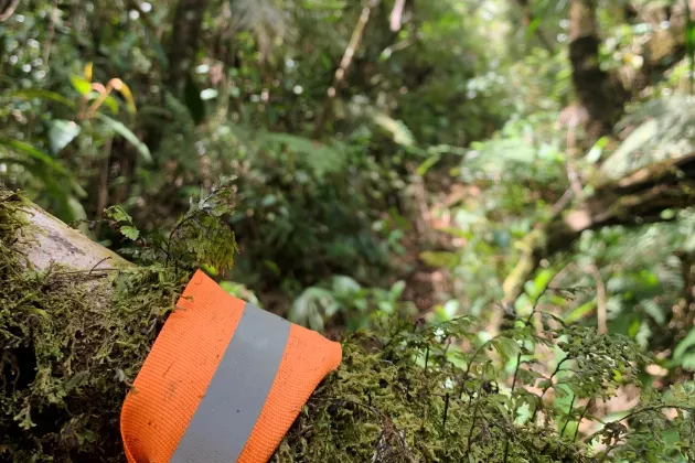 Skog med ett oranget reflexband 