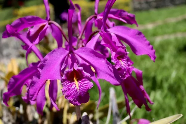 lila orkidé i närbild