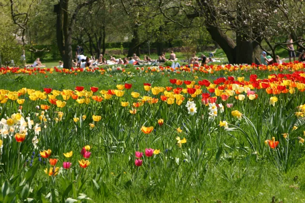 1.	Uppdatering – vy bild över gula och röda tulpaner i gräs