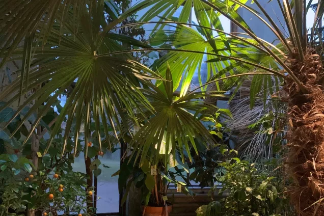 palm i stämningsfullt ljus. Foto