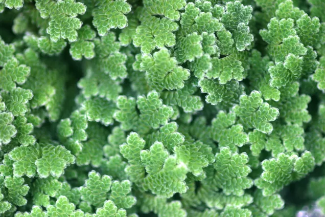 Närbild på gröna små blad. Foto