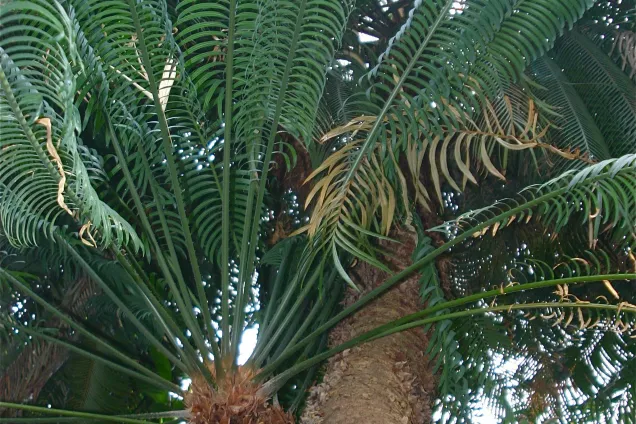 Kottepalm sedd underifrån. Foto