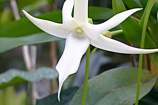 Stor vit orkidéblomma. foto