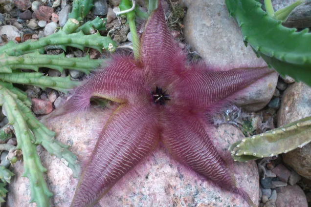 Rödbrun hårig Stapelia-blomma på en sten. Foto