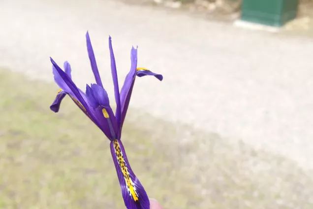 delad iris blomma