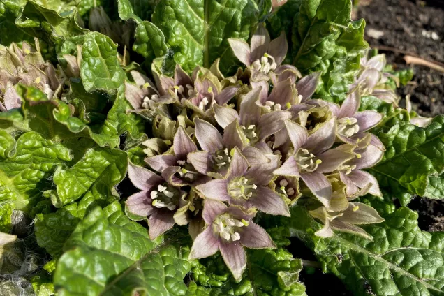 blommande alruna