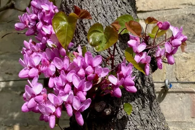 Violetta blommor sitter direkt på en förvedad stam