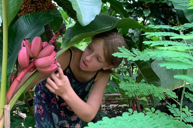 flicka undersöker rosa bananer