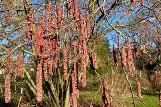 Trädgrenar fulla med hängen i solsken