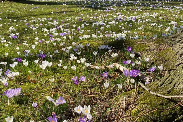 solbelyst gräsmatta med krokusar och i bakgrunden tjocka trädstammar