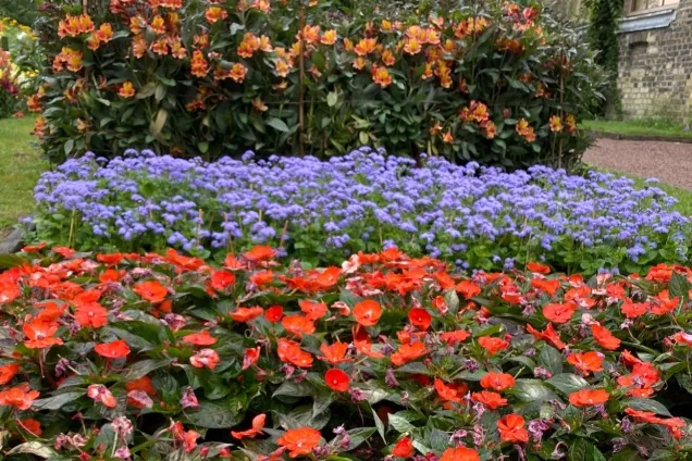 blomsterbädd med fält av blommor i olika färger