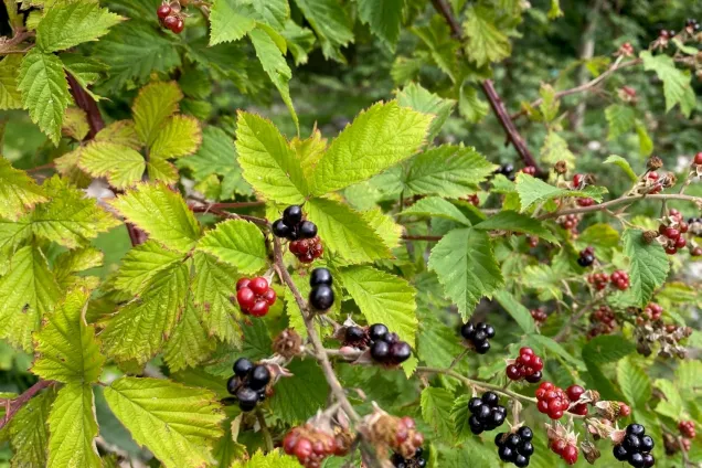 närbild av buske med björnbär i olika mognadsstadier