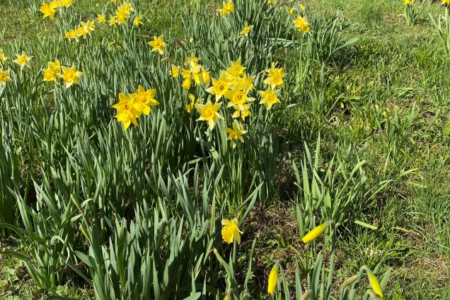 gula påskliljor i vårbacke