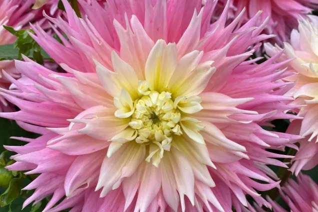 närbild av fransblommig dahlia som skiftar i rosa och ljusgult
