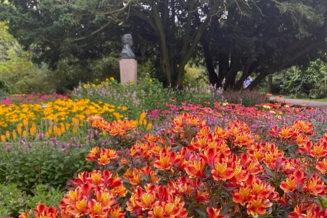 rabatt med intensiv blomning