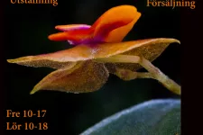 program orkidéfest