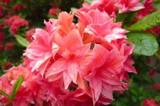Rhododendro Norma