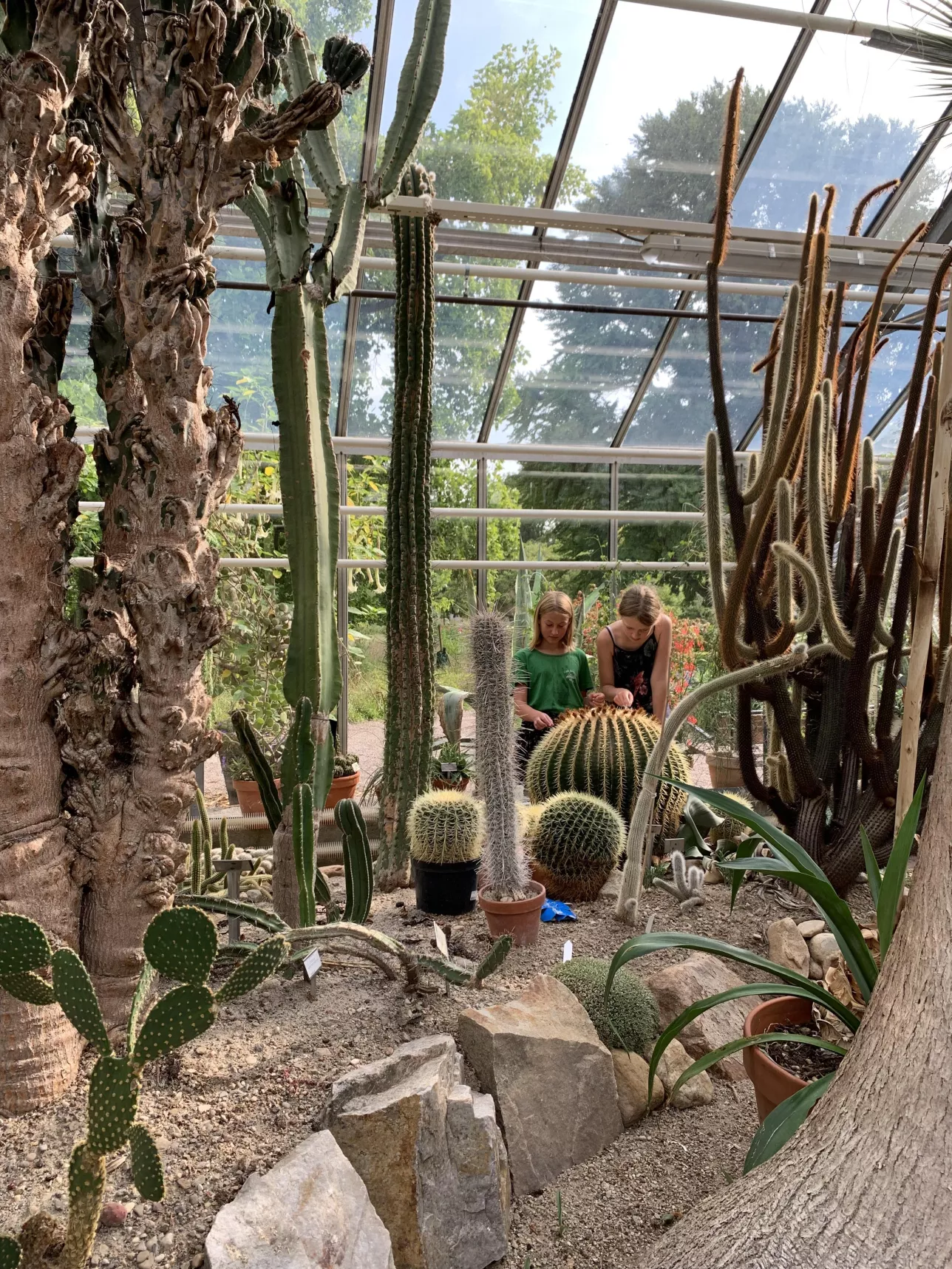 Två flickor tittar på kaktusar