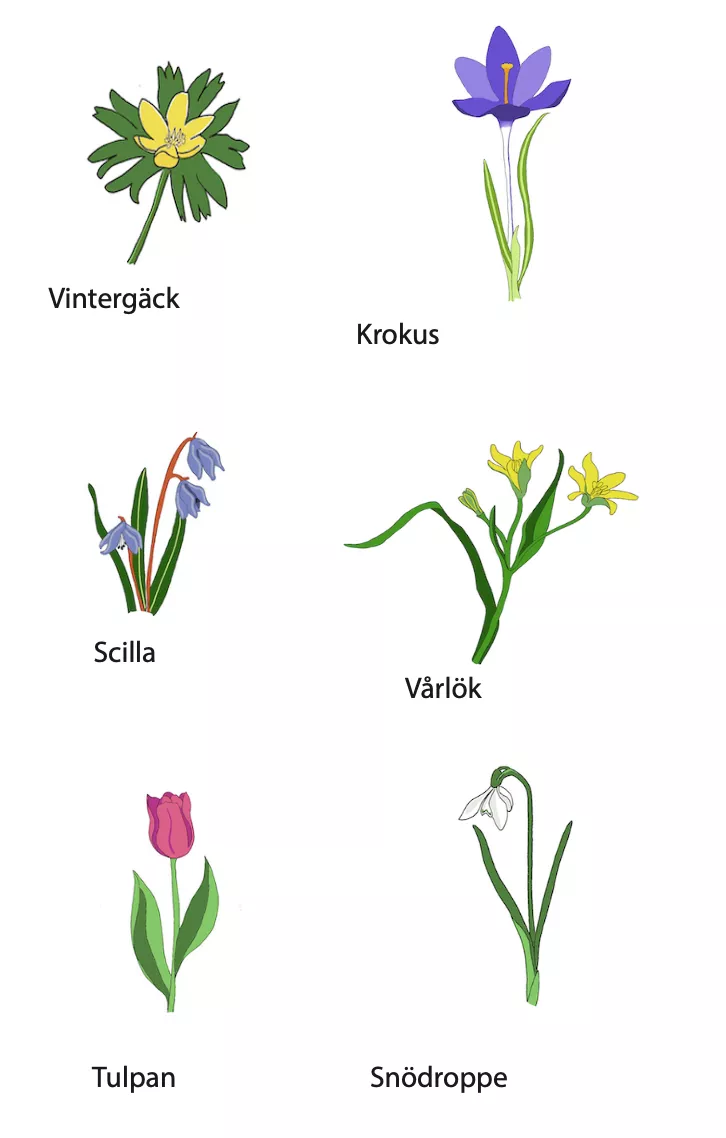 Tecknade vårblommor 2