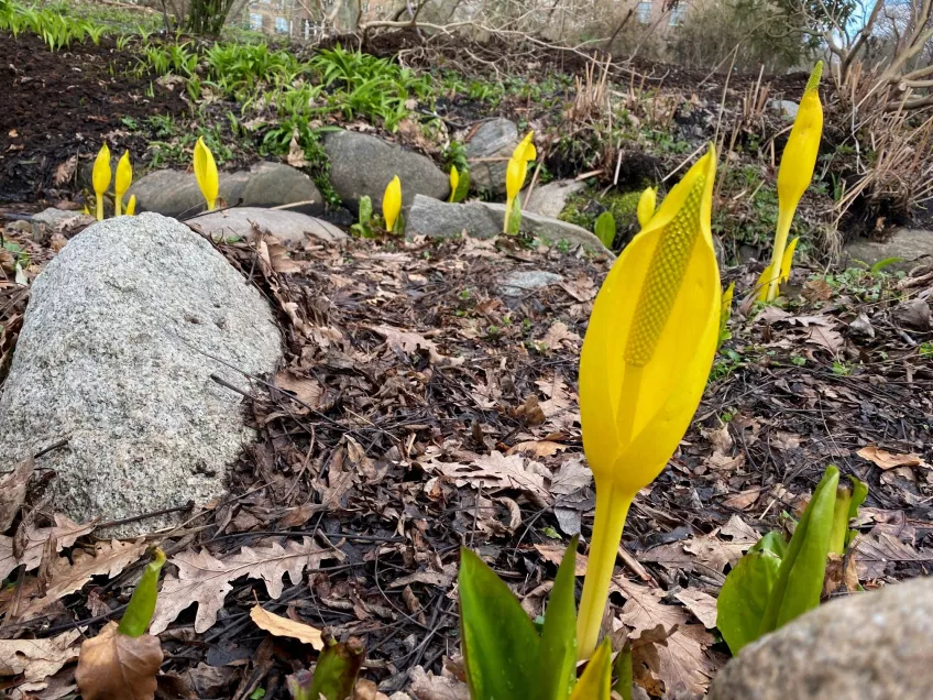 blommande gula skunkkallor i Botaniska trädgården