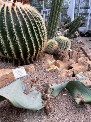 Kaktushuset under uppbyggnad